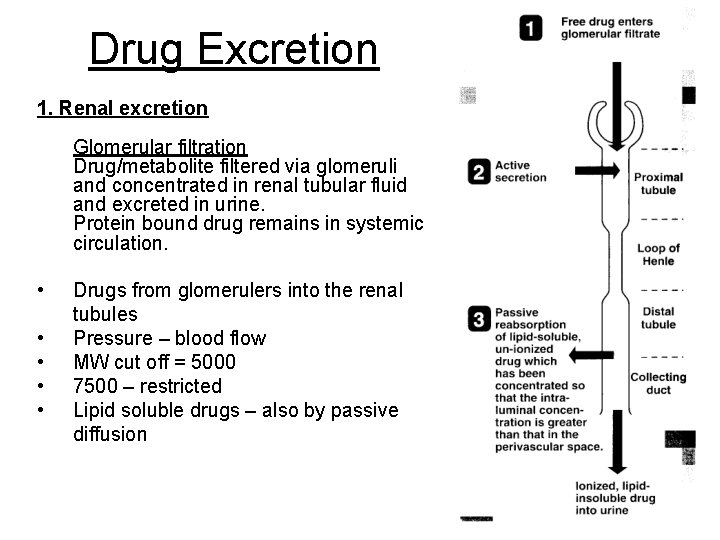 Drug Excretion 1. Renal excretion Glomerular filtration Drug/metabolite filtered via glomeruli and concentrated in