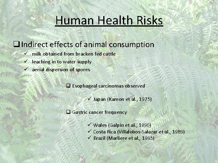 Human Health Risks q Indirect effects of animal consumption ü milk obtained from bracken