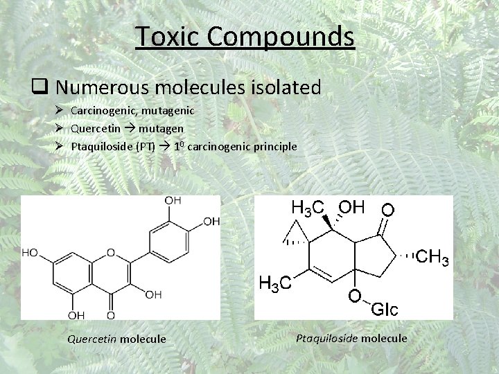 Toxic Compounds q Numerous molecules isolated Ø Carcinogenic, mutagenic Ø Quercetin mutagen Ø Ptaquiloside