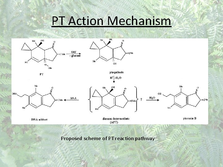 PT Action Mechanism Proposed scheme of PT reaction pathway 