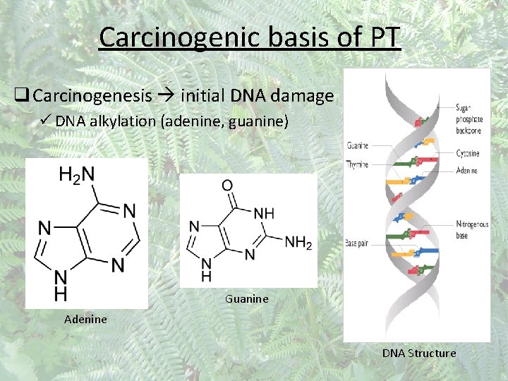 Carcinogenic basis of PT q Carcinogenesis initial DNA damage ü DNA alkylation (adenine, guanine)