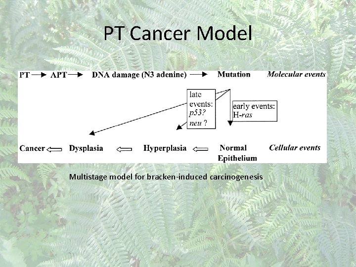 PT Cancer Model Multistage model for bracken-induced carcinogenesis 