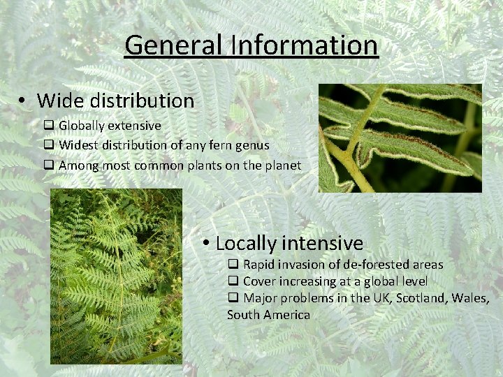 General Information • Wide distribution q Globally extensive q Widest distribution of any fern