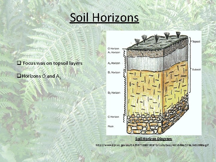 Soil Horizons q Focus was on topsoil layers q. Horizons O and A 1
