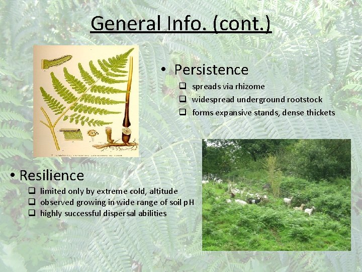 General Info. (cont. ) • Persistence q spreads via rhizome q widespread underground rootstock