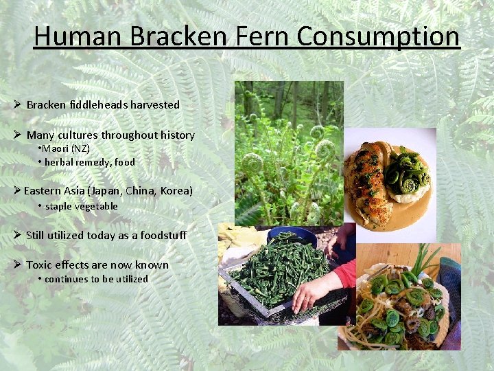 Human Bracken Fern Consumption Ø Bracken fiddleheads harvested Ø Many cultures throughout history •