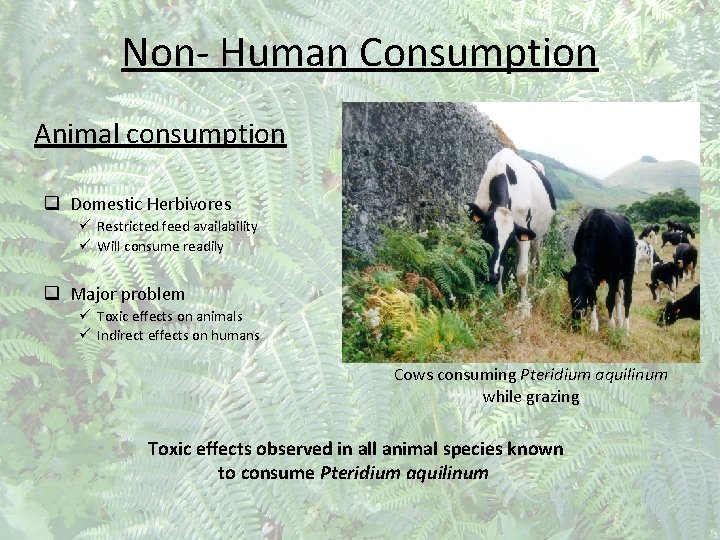 Non- Human Consumption Animal consumption q Domestic Herbivores ü Restricted feed availability ü Will
