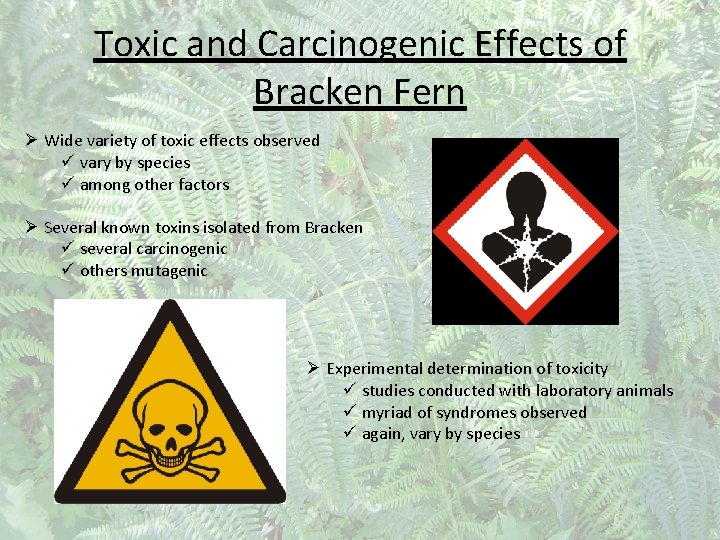 Toxic and Carcinogenic Effects of Bracken Fern Ø Wide variety of toxic effects observed