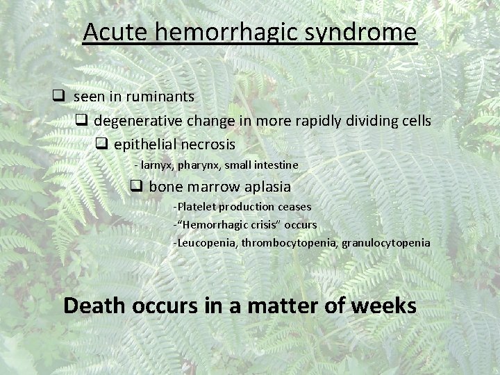 Acute hemorrhagic syndrome q seen in ruminants q degenerative change in more rapidly dividing