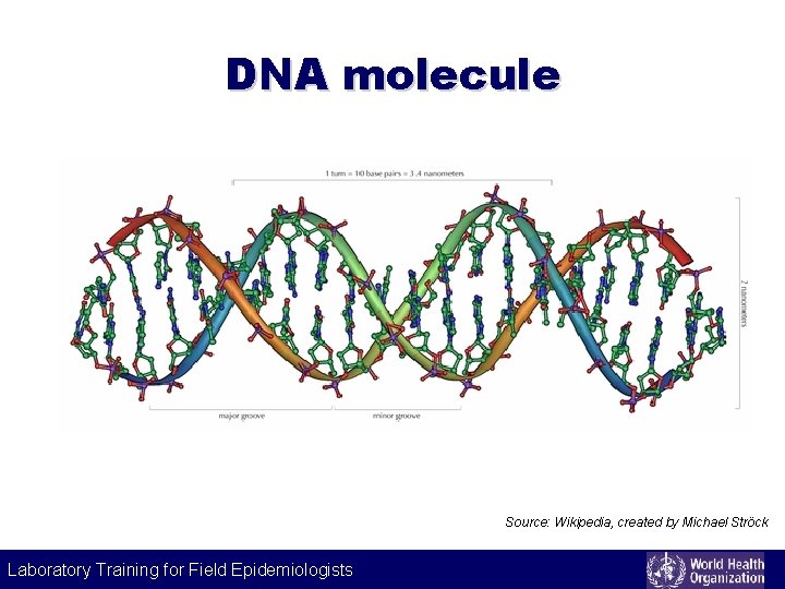 DNA molecule Source: Wikipedia, created by Michael Ströck Laboratory Training for Field Epidemiologists Laboratory