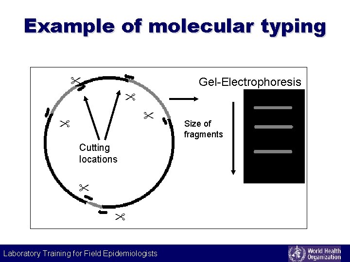 Example of molecular typing Gel-Electrophoresis Size of fragments Cutting locations Laboratory Training for Field