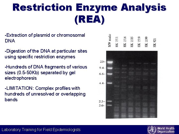 Restriction Enzyme Analysis (REA) • Extraction of plasmid or chromosomal DNA • Digestion of