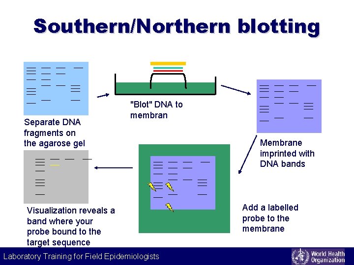 Southern/Northern blotting Separate DNA fragments on the agarose gel Visualization reveals a band where