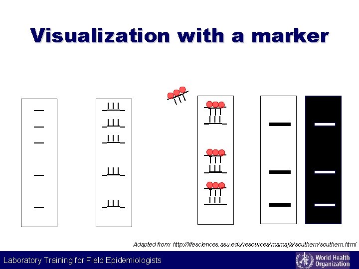 Visualization with a marker _I I I_ __ _I I I_ __ I_ _I