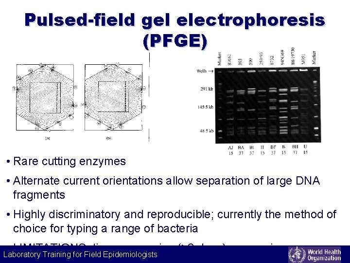 Pulsed-field gel electrophoresis (PFGE) • Rare cutting enzymes • Alternate current orientations allow separation