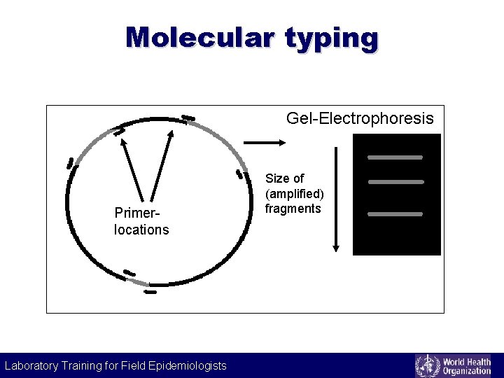 Molecular typing Gel-Electrophoresis Primerlocations Size of (amplified) fragments Laboratory Training for Field Epidemiologists Laboratory