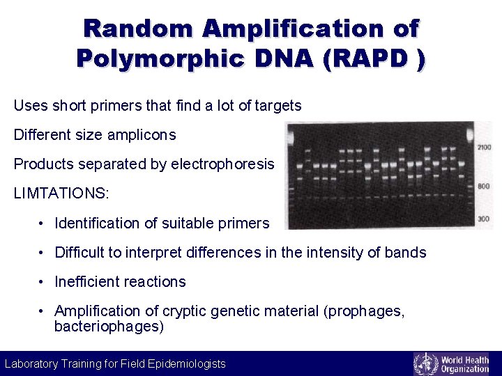 Random Amplification of Polymorphic DNA (RAPD ) Uses short primers that find a lot