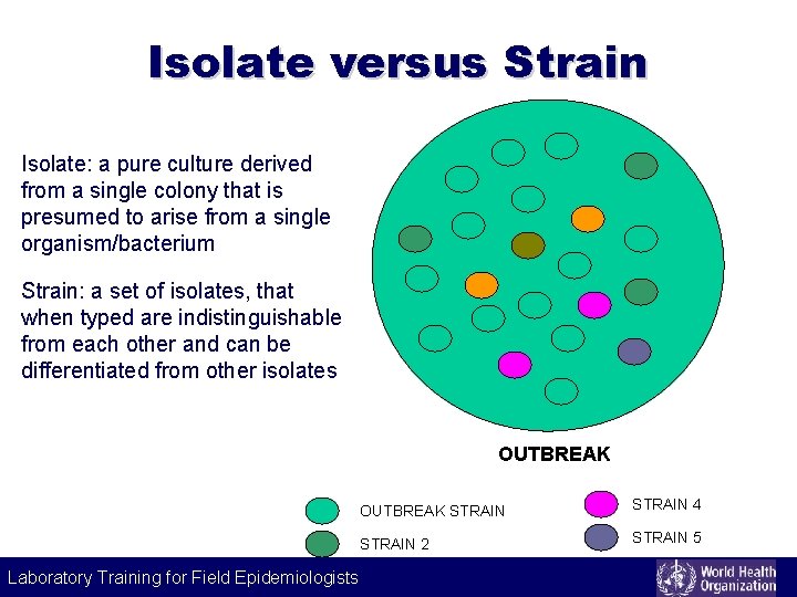 Isolate versus Strain Isolate: a pure culture derived from a single colony that is