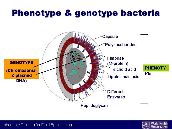 Phenotype & genotype bacteria Capsule Polysaccharides GENOTYPE (Chromosomal & plasmid DNA) Fimbirae (M-protein) Teichoid