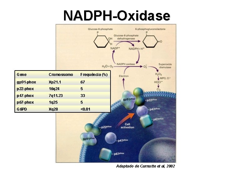 NADPH-Oxidase Gene Cromossomo Frequência (%) gp 91 -phox Xp 21. 1 67 p 22