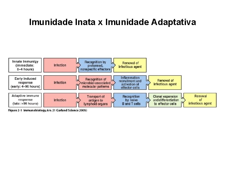 Imunidade Inata x Imunidade Adaptativa Figure 2 -1 