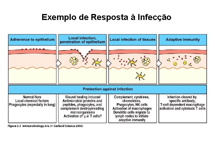 Exemplo de Resposta à Infecção Figure 2 -3 