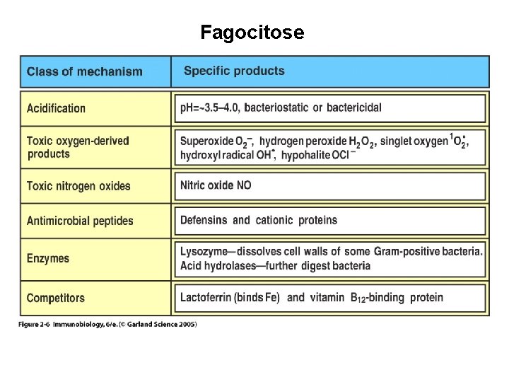 Fagocitose Figure 2 -6 