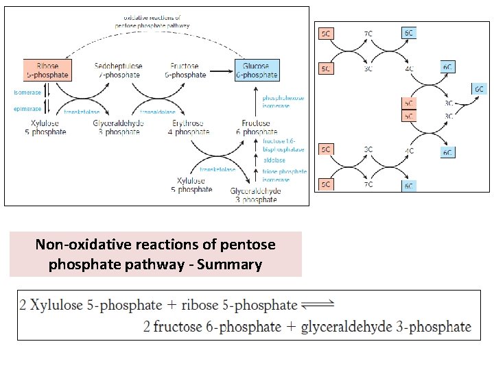 Non-oxidative reactions of pentose phosphate pathway - Summary 