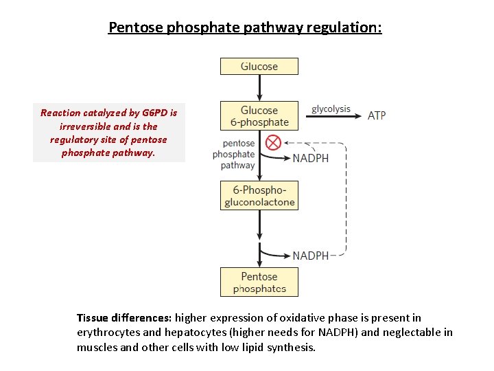Pentose phosphate pathway regulation: Reaction catalyzed by G 6 PD is irreversible and is