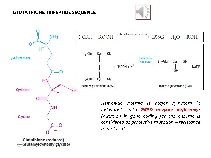 GLUTATHIONE TRIPEPTIDE SEQUENCE Hemolytic anemia is major symptom in individuals with G 6 PD