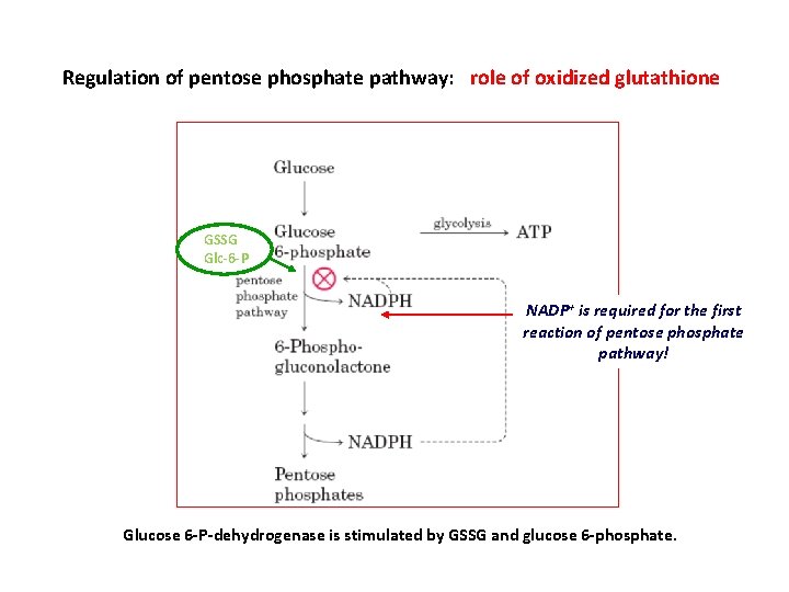 Regulation of pentose phosphate pathway: role of oxidized glutathione GSSG Glc-6 -P NADP+ is