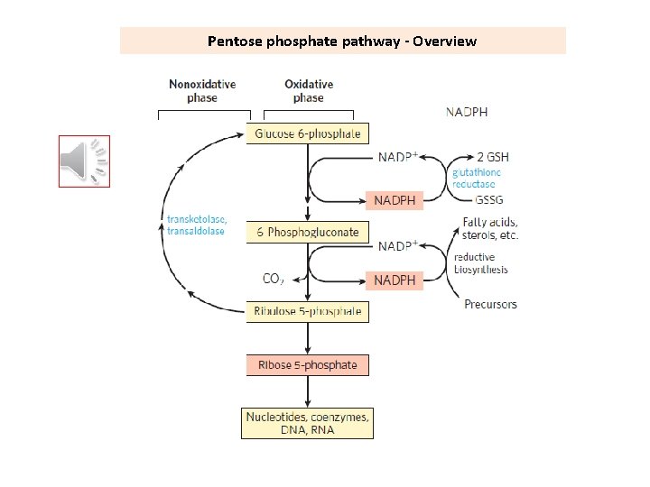 Pentose phosphate pathway - Overview 