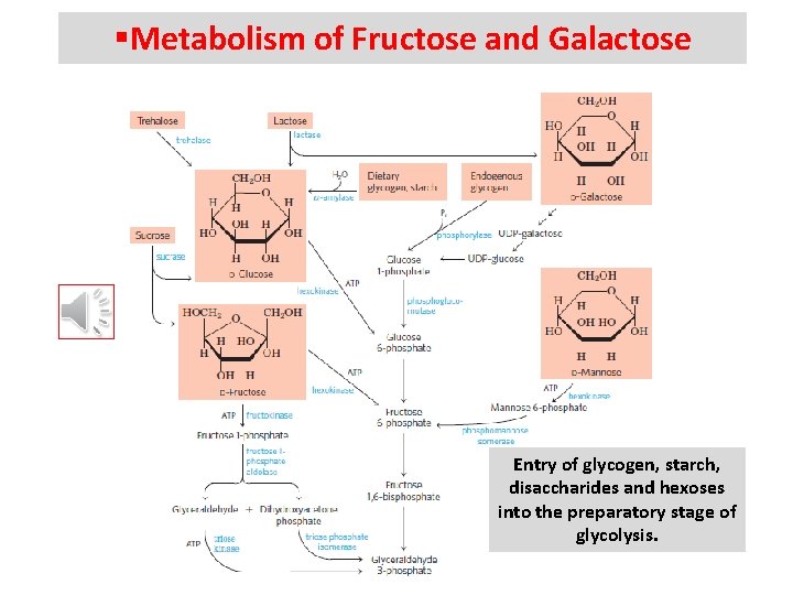 §Metabolism of Fructose and Galactose Entry of glycogen, starch, disaccharides and hexoses into the