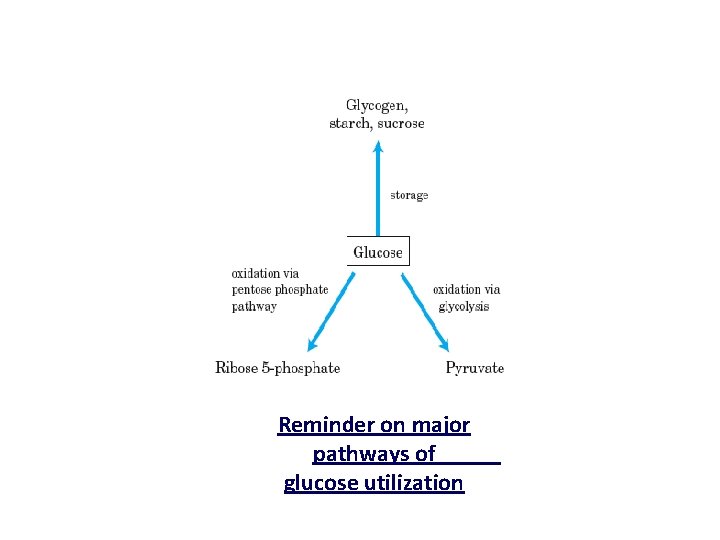 Reminder on major pathways of glucose utilization 