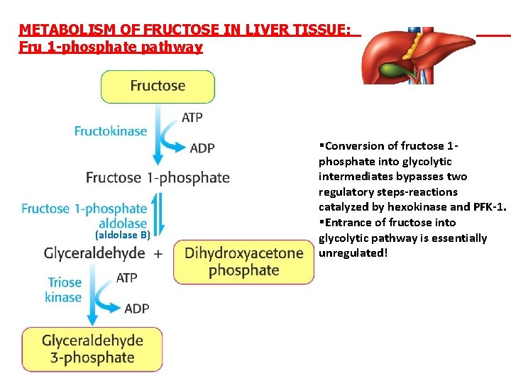 METABOLISM OF FRUCTOSE IN LIVER TISSUE: Fru 1 -phosphate pathway (aldolase B) §Conversion of