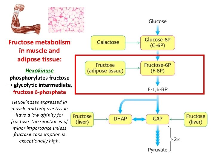 Fructose metabolism in muscle and adipose tissue: Hexokinase phosphorylates fructose → glycolytic intermediate, fructose