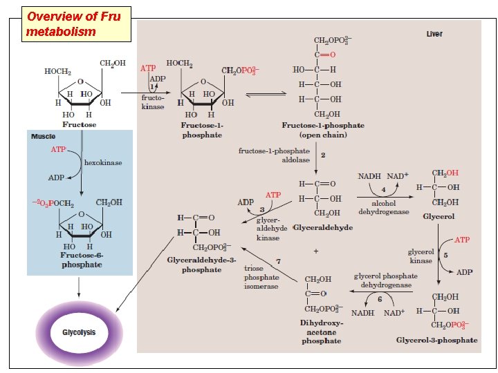 Overview of Fru metabolism 