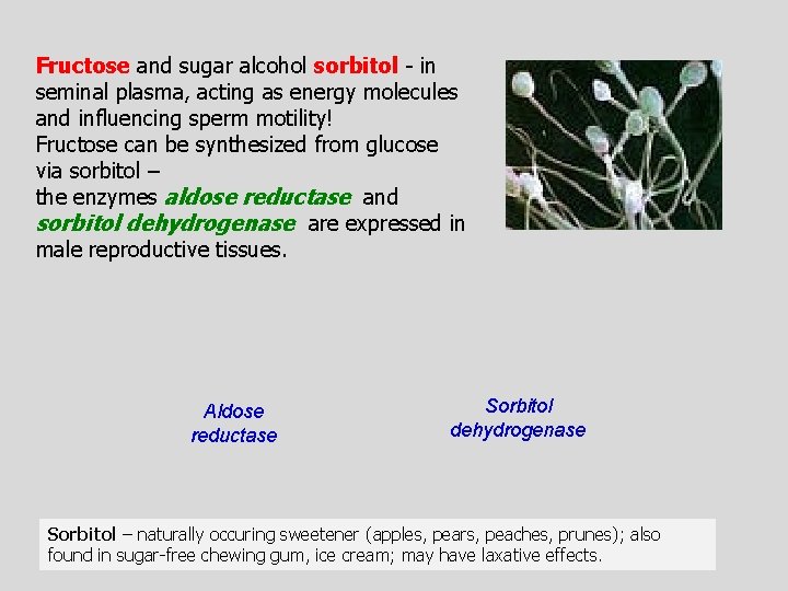 Fructose and sugar alcohol sorbitol - in seminal plasma, acting as energy molecules and