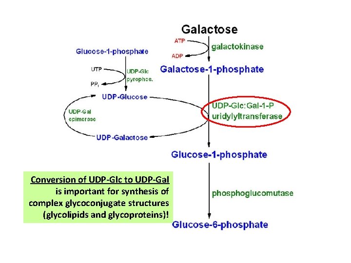 Conversion of UDP-Glc to UDP-Gal is important for synthesis of complex glycoconjugate structures (glycolipids