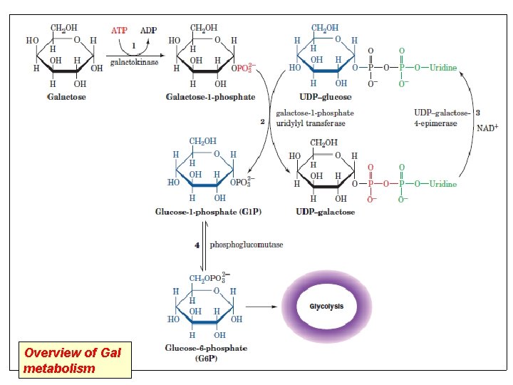 Overview of Gal metabolism 