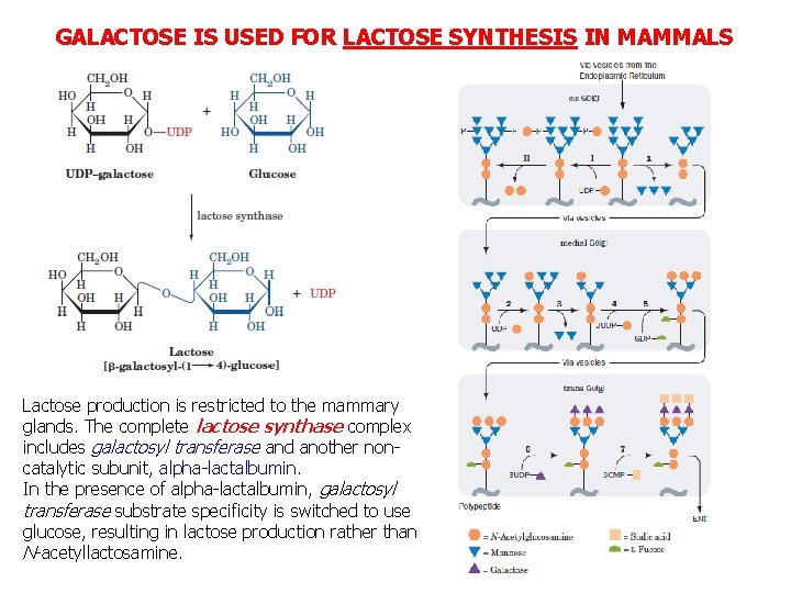 GALACTOSE IS USED FOR LACTOSE SYNTHESIS IN MAMMALS Lactose production is restricted to the