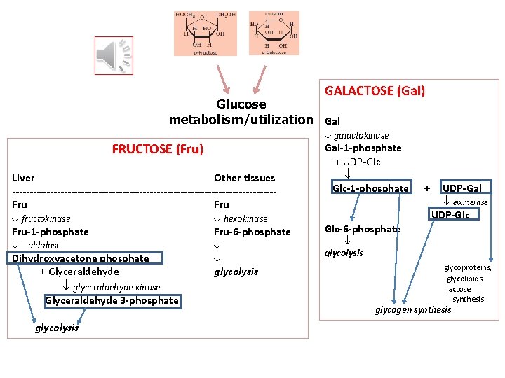 GALACTOSE (Gal) Glucose metabolism/utilization Gal FRUCTOSE (Fru) Liver Other tissues --------------------------------------Fru fructokinase hexokinase Fru-1