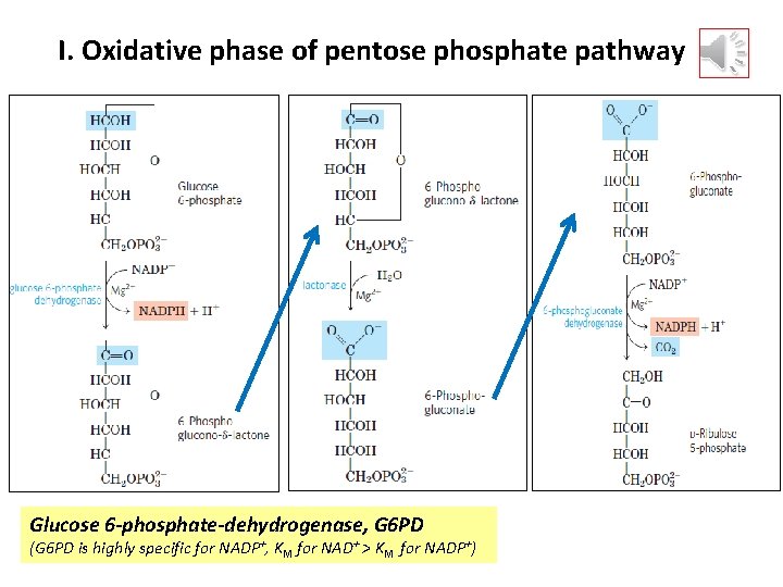 I. Oxidative phase of pentose phosphate pathway Glucose 6 -phosphate-dehydrogenase, G 6 PD (G