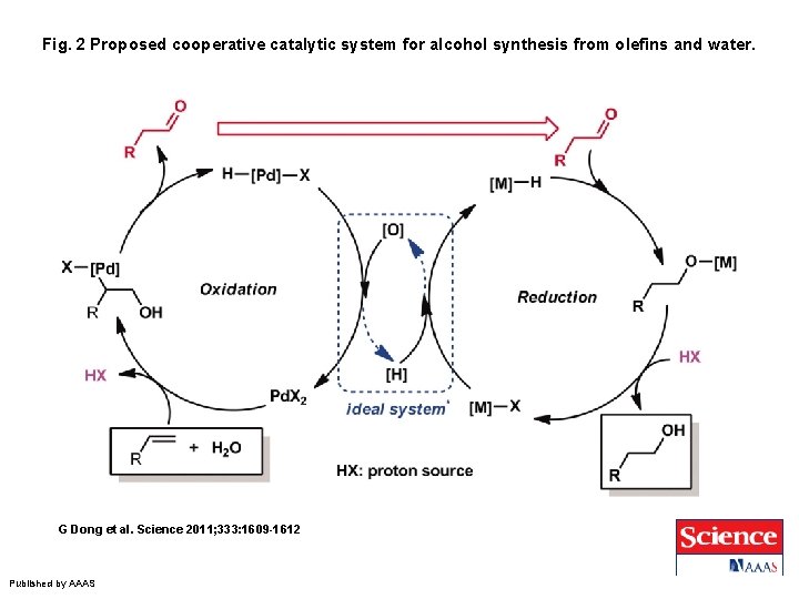 Fig. 2 Proposed cooperative catalytic system for alcohol synthesis from olefins and water. G
