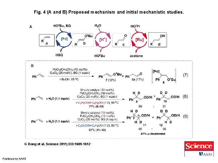 Fig. 4 (A and B) Proposed mechanism and initial mechanistic studies. G Dong et