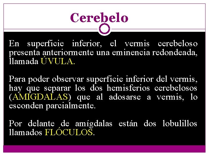 Cerebelo En superficie inferior, el vermis cerebeloso presenta anteriormente una eminencia redondeada, llamada ÚVULA.