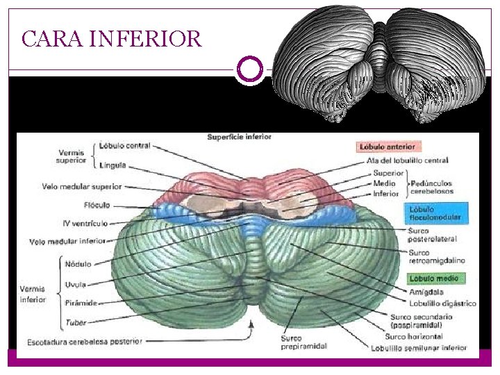 CARA INFERIOR 