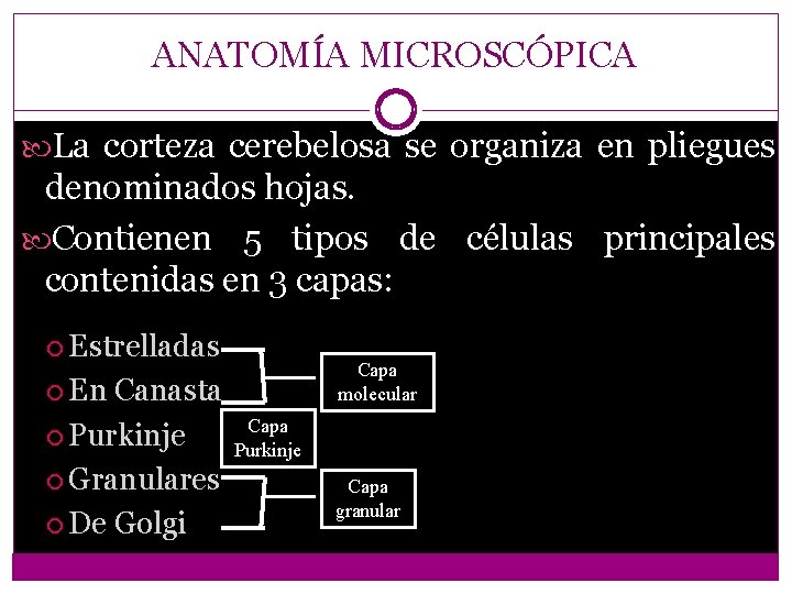 ANATOMÍA MICROSCÓPICA La corteza cerebelosa se organiza en pliegues denominados hojas. Contienen 5 tipos