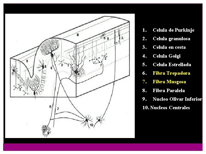 1. Celula de Purkinje 2. Celula granulosa 3. Celula en cesta 4. Celula Golgi