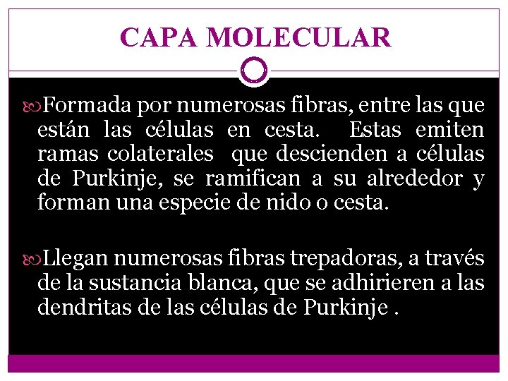 CAPA MOLECULAR Formada por numerosas fibras, entre las que están las células en cesta.